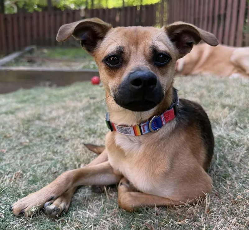 A young small-sized male Black Chihuahua dog named Bingo for adoption in Calera, AL