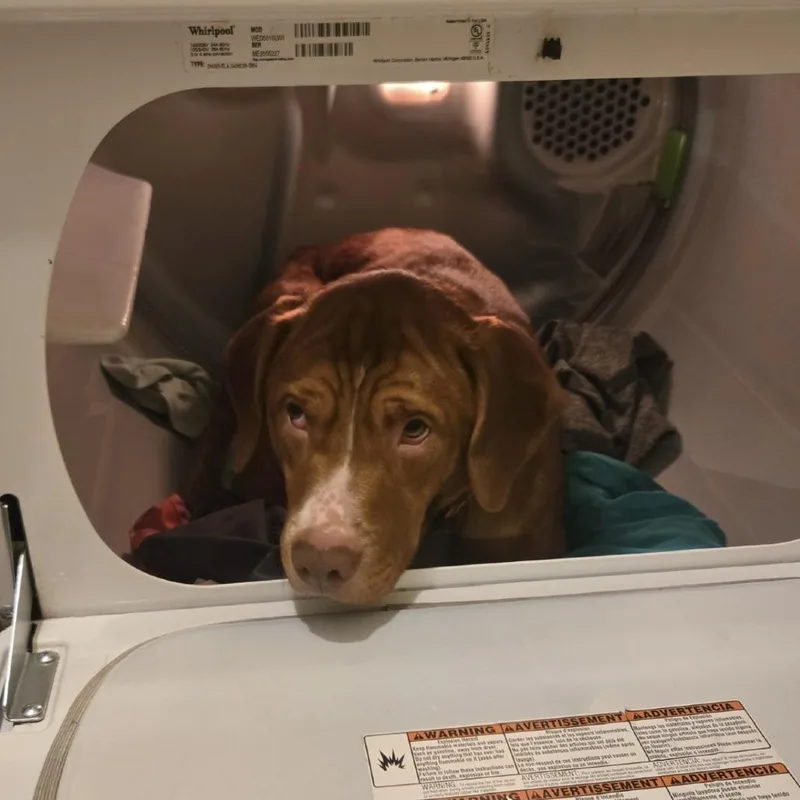 A young small-sized male Brown / Chocolate Mixed Breed dog named Otis for adoption in Lynchburg, VA