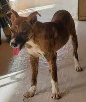 A young medium-sized male Tricolor (Brown, Black, & White) Mixed Breed dog named Caper for adoption in Port Chester, NY