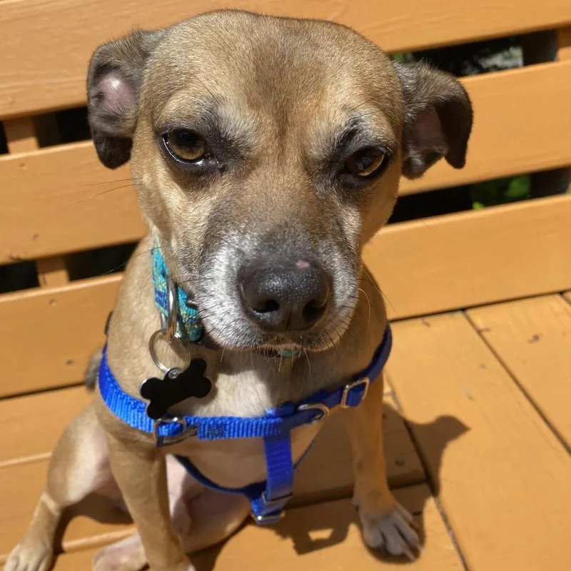 An adult small-sized male Yellow / Tan / Blond / Fawn Pug dog named Lokee for adoption in Durham, NC
