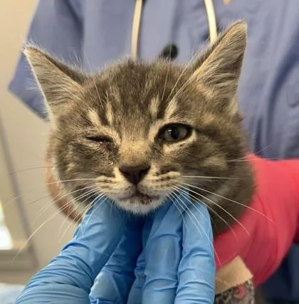 A baby small-sized male Domestic Short Hair cat named RooRoo for adoption in Lafayette, IN