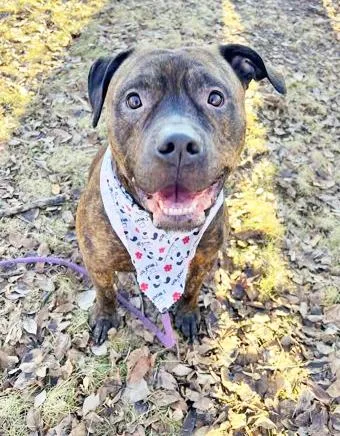 Dukelap Dog! Loves To thumbnail 2