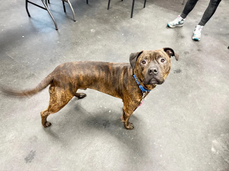 Dukelap Dog! Loves To thumbnail 3