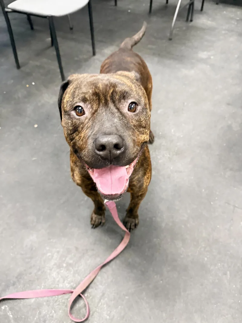 Dukelap Dog! Loves To thumbnail 4