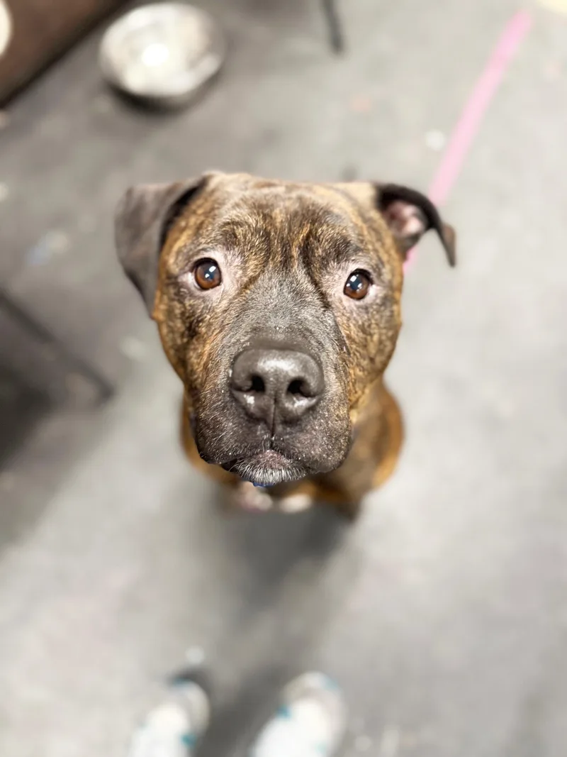 Dukelap Dog! Loves To