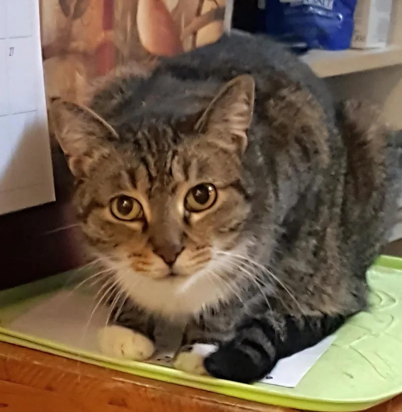 Desdemona thumbnail 2