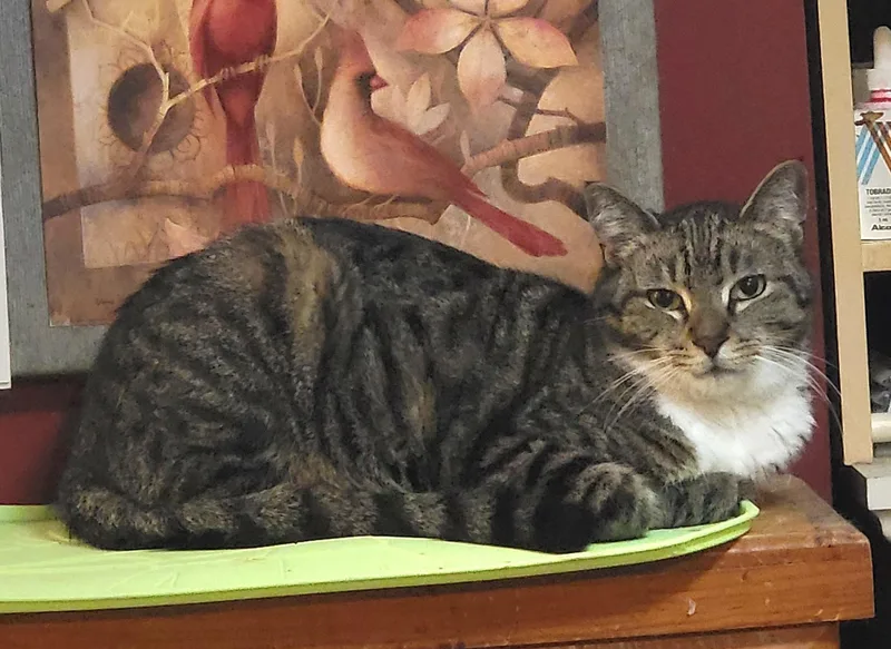 Desdemona thumbnail 3