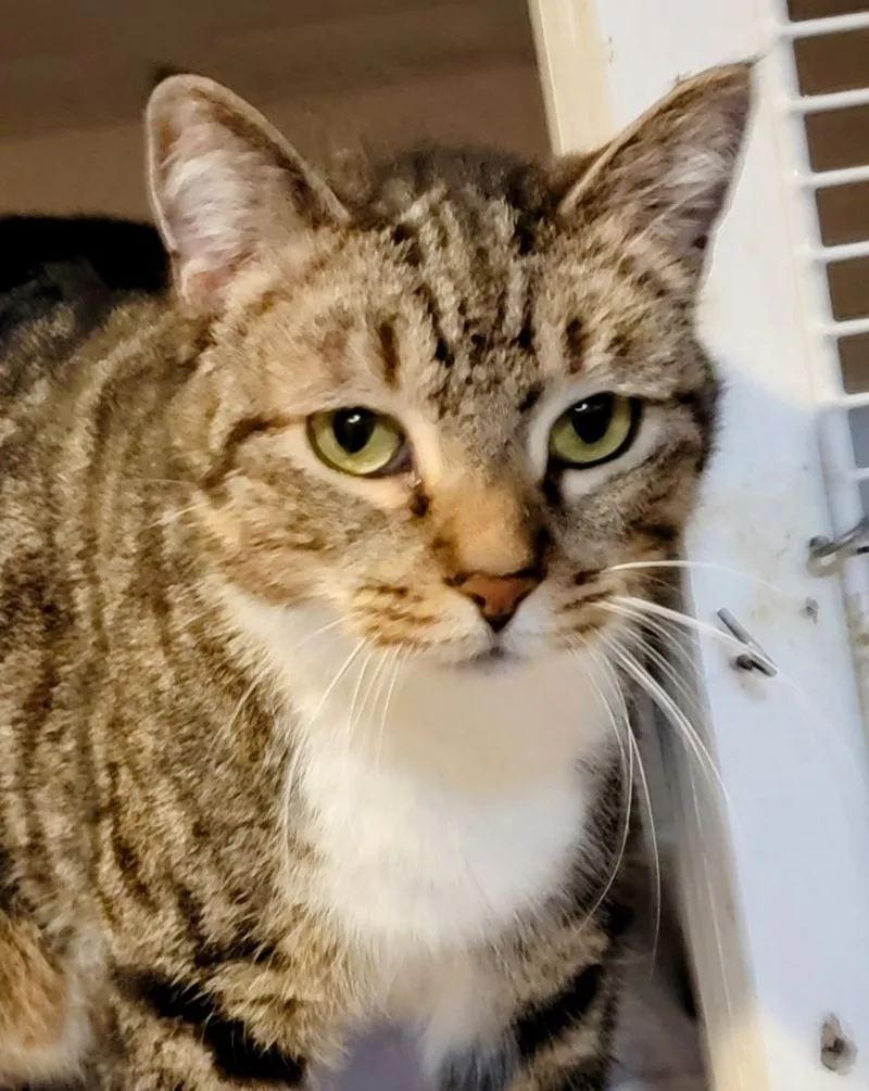 Desdemona thumbnail 4