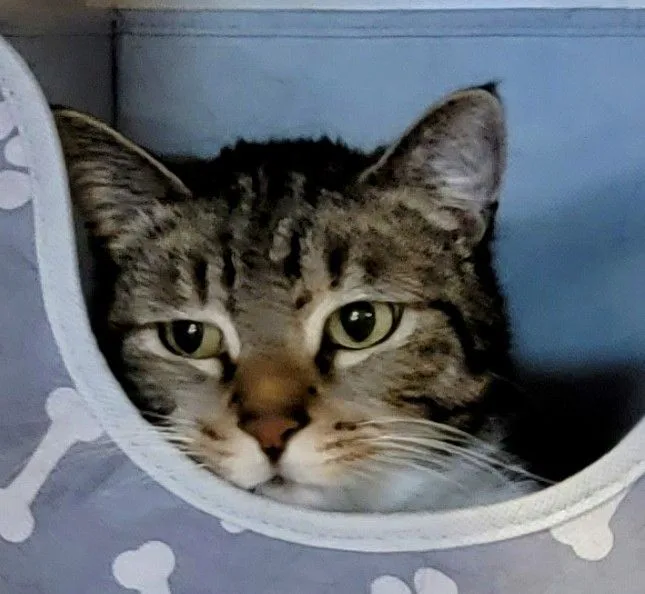 Desdemona thumbnail 6