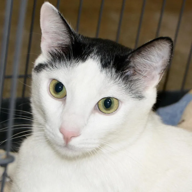 A young small-sized male White Domestic Short Hair cat named Angel for adoption in Los Angeles, CA