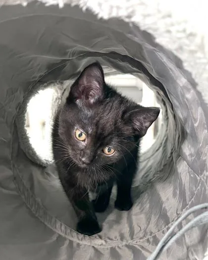 A baby medium-sized female Domestic Short Hair cat named Honey for adoption in Elmira, NY