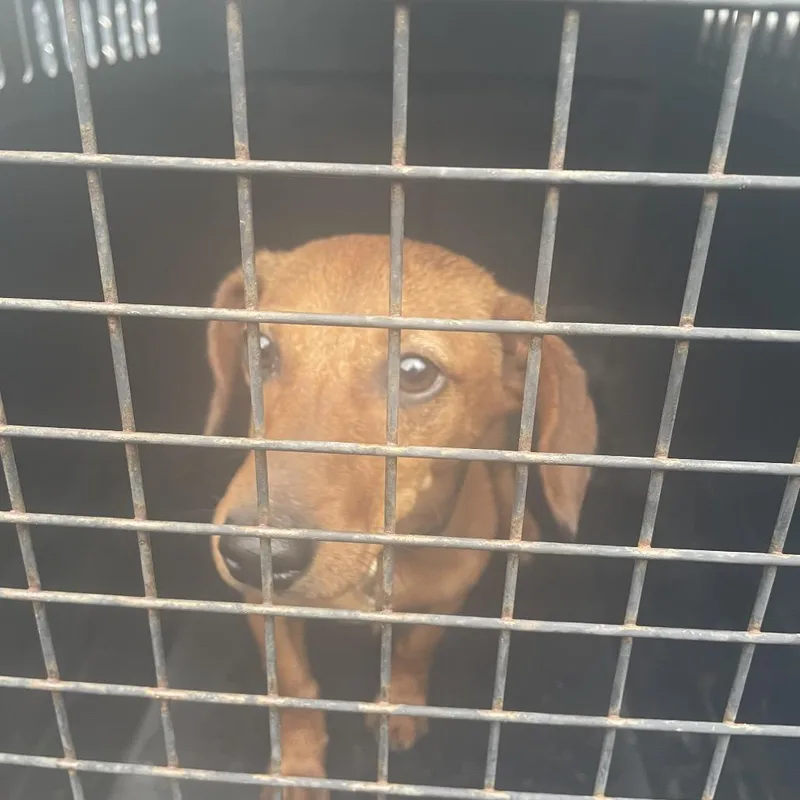 A young small-sized male Red / Chestnut / Orange Dachshund dog named Vienna for adoption in Lake Jackson, TX
