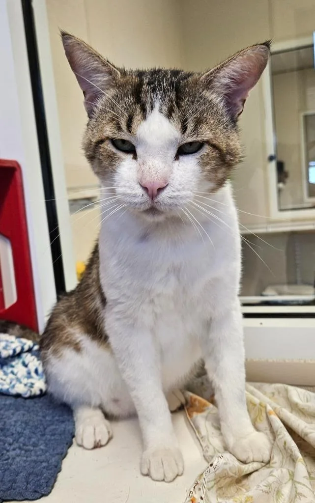 A young small-sized male Domestic Short Hair cat named Derrick for adoption in Fremont, OH