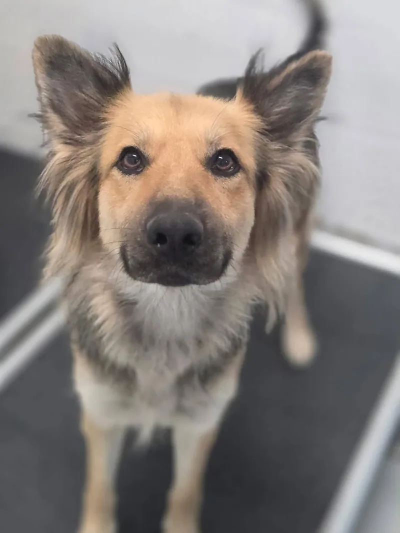 An adult medium-sized female Bicolor German Shepherd Dog dog named Hannah for adoption in Roseburg, OR