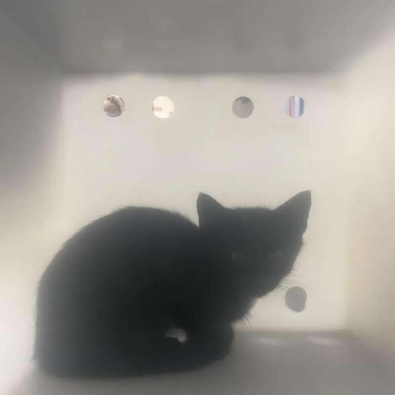 A baby small-sized male Black Domestic Long Hair cat named Strayveteransparkwaywhittleseyboulevard for adoption in Columbus, GA