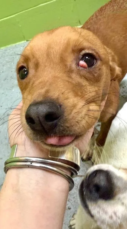 A baby small-sized female Terrier dog named Paisley for adoption in New Orleans, LA