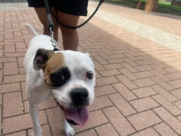 A young medium-sized unknown Boxer dog named Morgan for adoption in Austin, TX