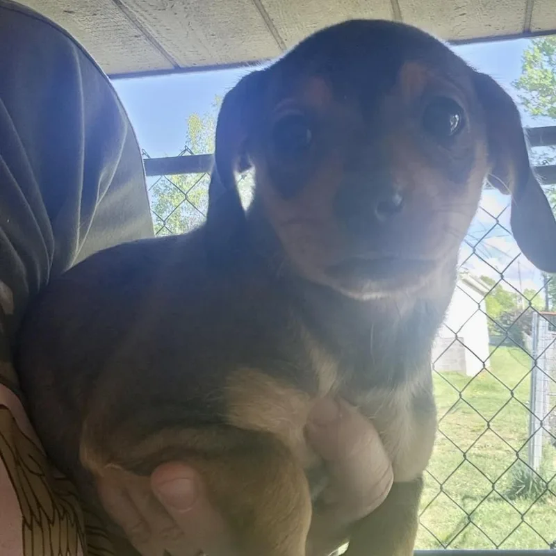 A baby small-sized female Brown / Chocolate Chihuahua dog named Aad Upcoming Arrival! Tinkerbell for adoption in Armonk, NY