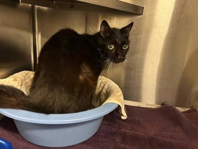 A senior small-sized male Domestic Short Hair cat named Tommy for adoption in Ocala, FL
