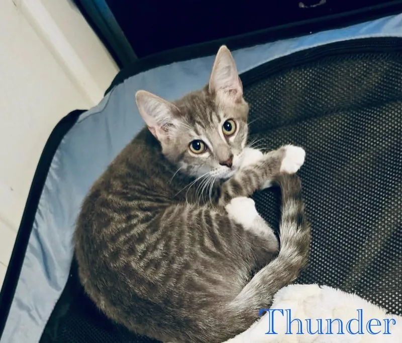 A young medium-sized male Tabby cat named Thunder for adoption in Tampa, FL