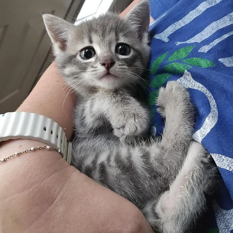 A baby small-sized female Gray / Blue / Silver Domestic Short Hair cat named Pepper Potts for adoption in Kansas City, MO