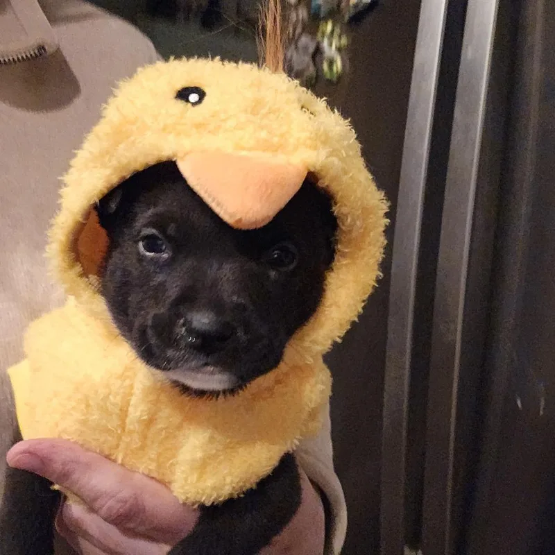 A baby medium-sized male Black Labrador Retriever dog named Romeo for adoption in Lafayette, CO