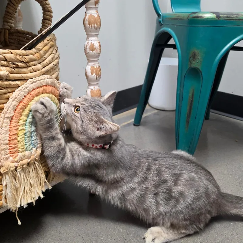 A baby medium-sized male Gray / Blue / Silver Domestic Short Hair cat named Pan for adoption in Normal, IL