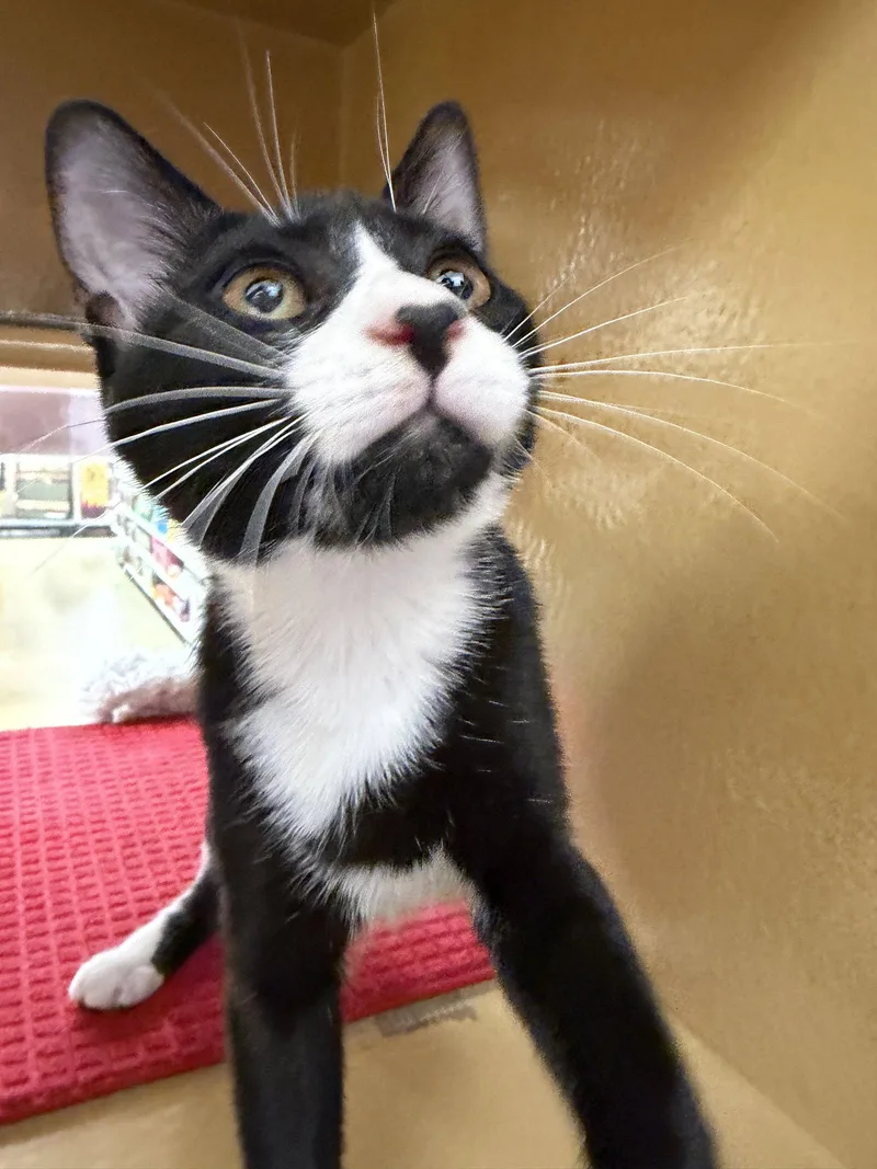 A young medium-sized female Tuxedo cat named Delaney for adoption in Pompano Beach, FL