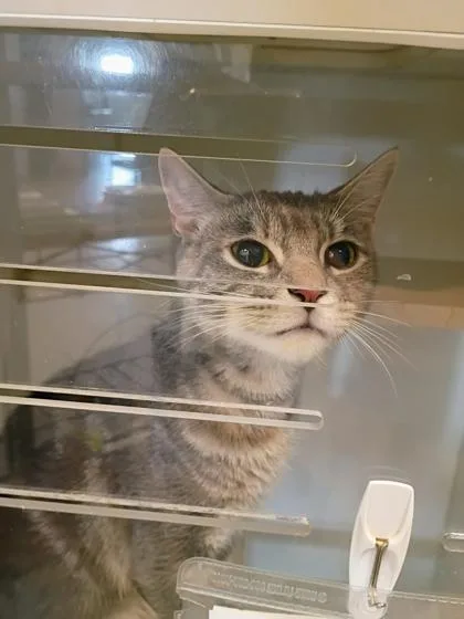 A young small-sized female Domestic Short Hair cat named May for adoption in Beatrice, NE