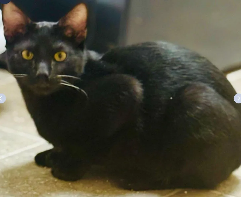 An adult medium-sized female Black Domestic Short Hair cat named Raven for adoption in Walnut Creek, CA