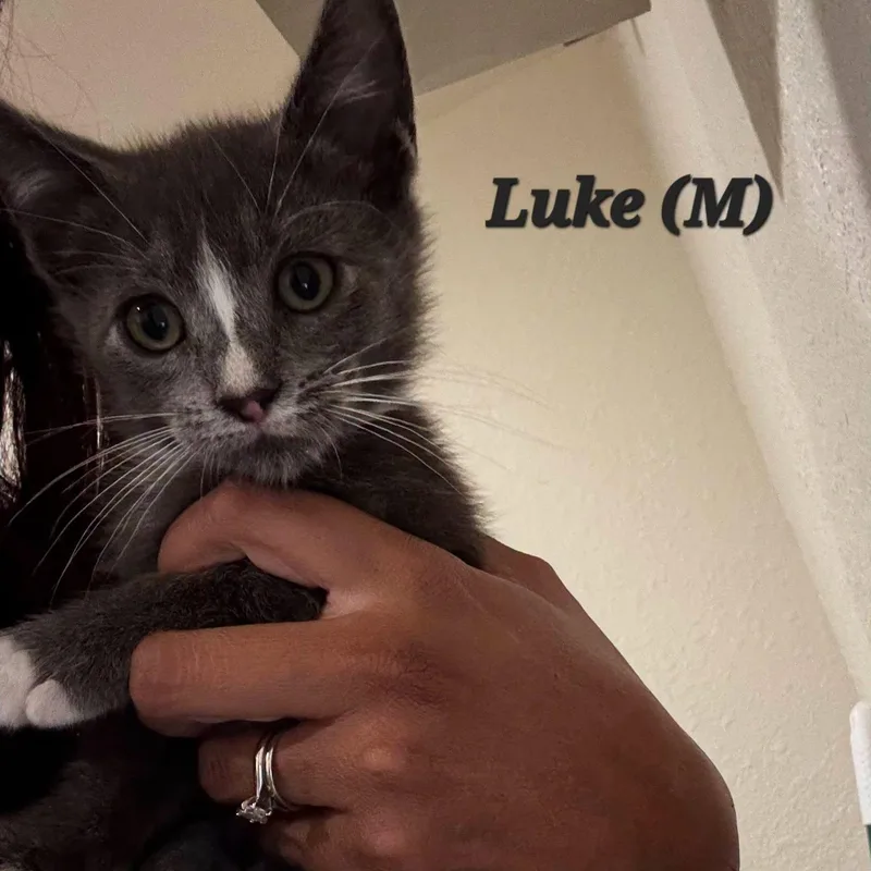 A baby medium-sized male Gray & White Domestic Short Hair cat named Luke for adoption in Concord, CA