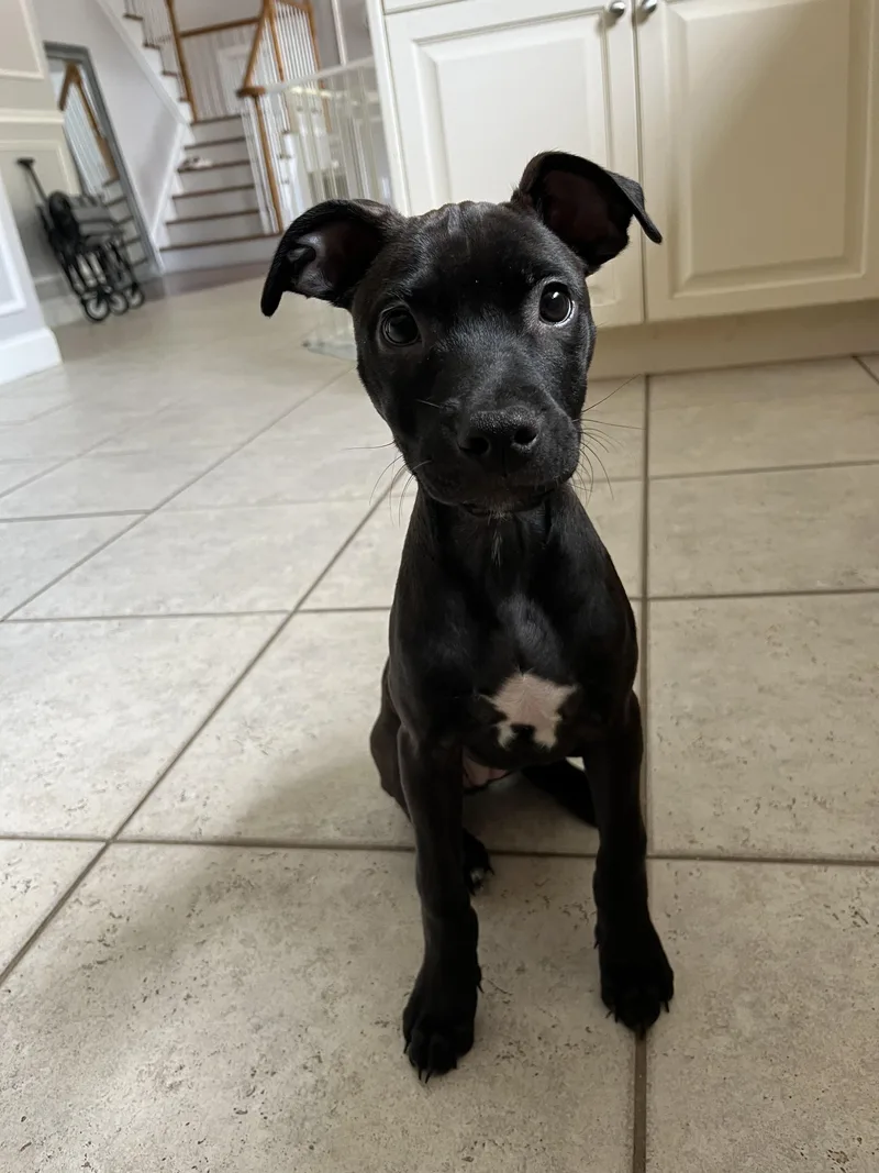 A baby medium-sized female Black Pit Bull Terrier dog named Squirt for adoption in Oceanport, NJ