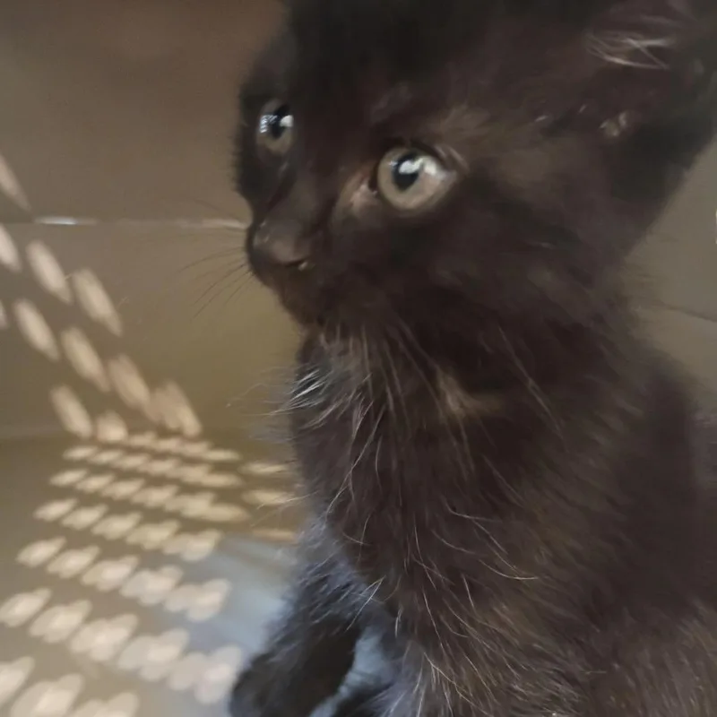 A baby small-sized male Black Domestic Short Hair cat named Dusk for adoption in Lynchburg, VA