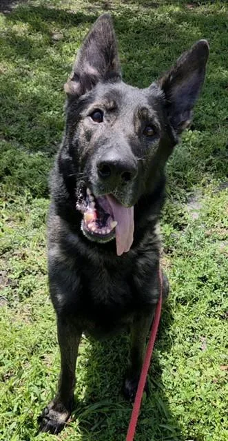 An adult large-sized male German Shepherd Dog dog named Wrexham for adoption in Fort Lauderdale, FL