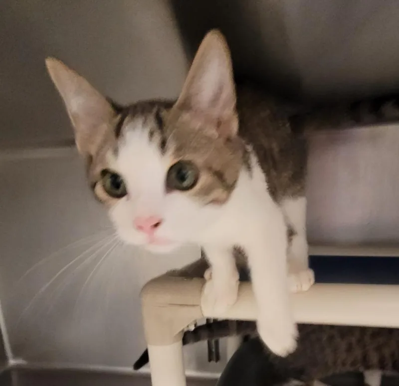 A baby medium-sized male Domestic Short Hair cat named Sid for adoption in Hopkinsville, KY