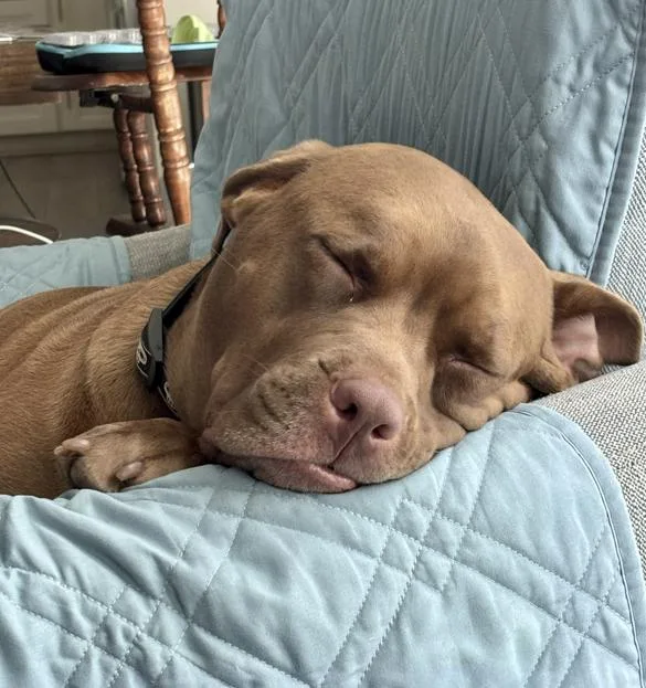 Honey Bee thumbnail 2