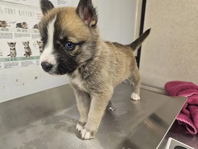 A baby large-sized female Husky dog named Reeses Puffs for adoption in Baldwin Park, CA