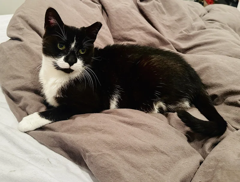 A senior medium-sized female Black & White / Tuxedo Domestic Short Hair cat named Andi for adoption in Philadelphia, PA