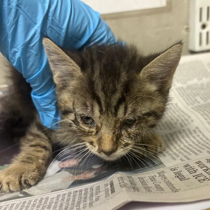 A baby small-sized male Torbie Domestic Short Hair cat named Cezar for adoption in Yuma, AZ