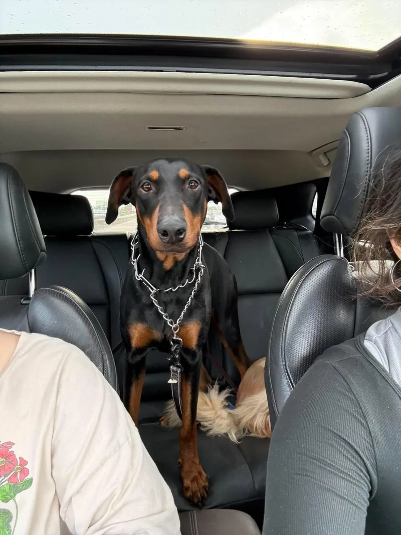 An adult large-sized female Doberman Pinscher dog named Freya  The Goofy for adoption in Sugar Land, TX