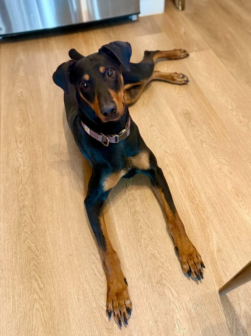 Freya  The Goofy thumbnail 3