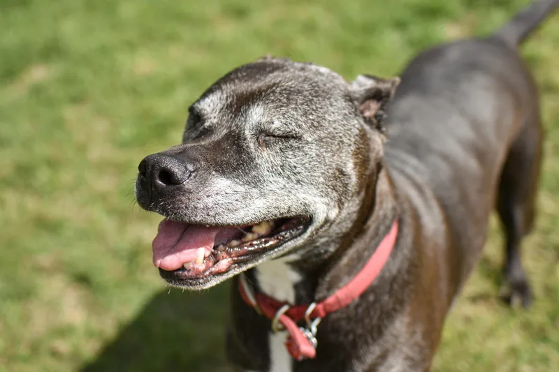 A senior large-sized male Pit Bull Terrier dog named Hank for adoption in Orleans, VT