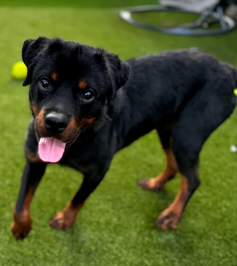 A young large-sized male Black Rottweiler dog named Johnny for adoption in Oswego, IL