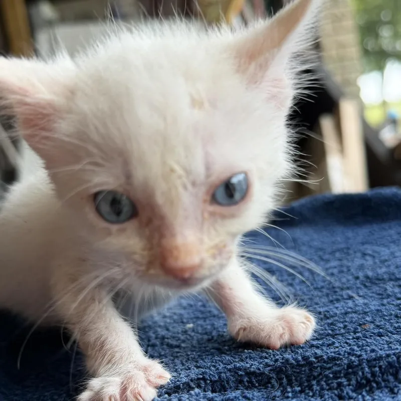 A baby small-sized male White Siamese cat named Nigel for adoption in Kerrville, TX