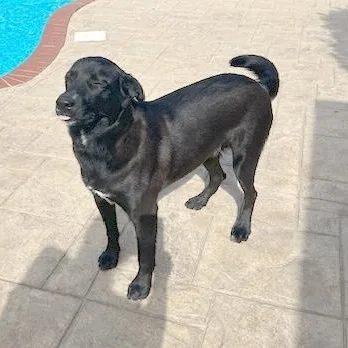 ~ Courtesy ~ Loki thumbnail 2