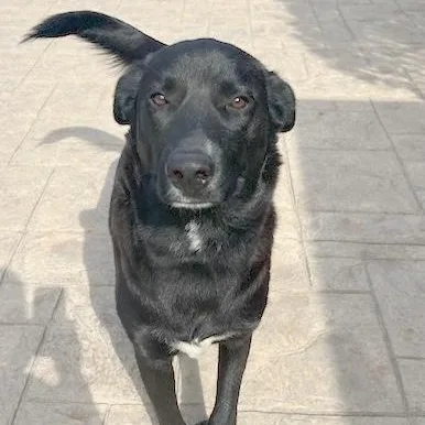 ~ Courtesy ~ Loki thumbnail 3