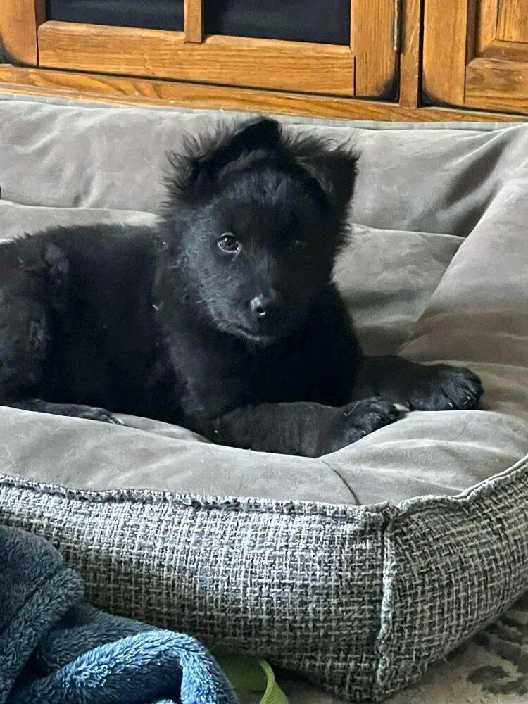 Wild Things Moose Located