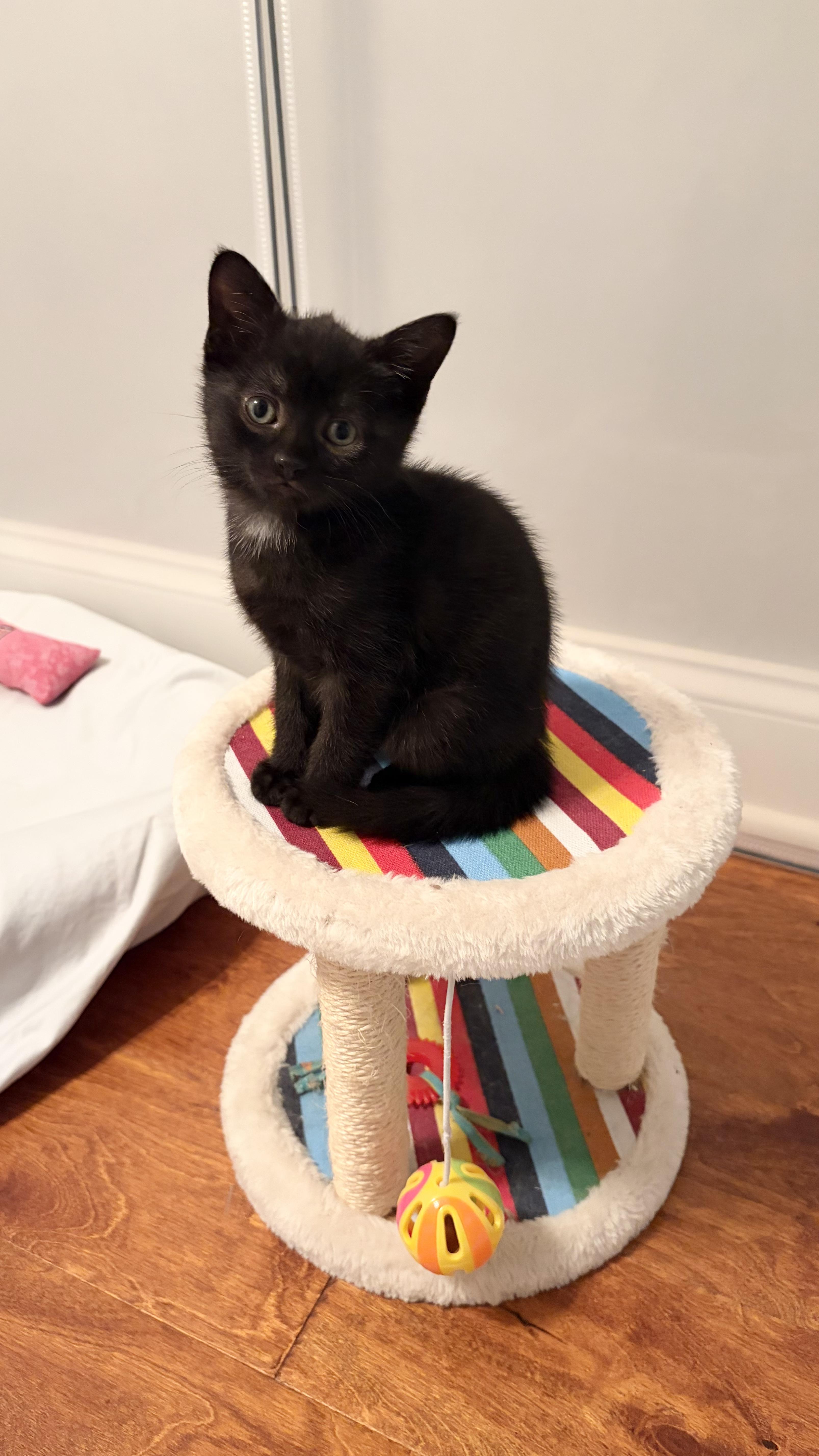 A baby medium-sized female Black Domestic Short Hair cat named Raven for adoption in Scranton, PA