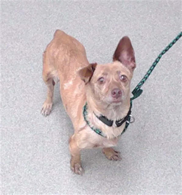An adult small-sized female Chihuahua dog named Nina for adoption in Omaha, NE