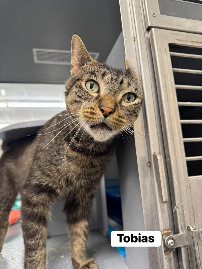 An adult medium-sized male Tabby (Brown / Chocolate) Domestic Short Hair cat named Tobias for adoption in Staten Island, NY